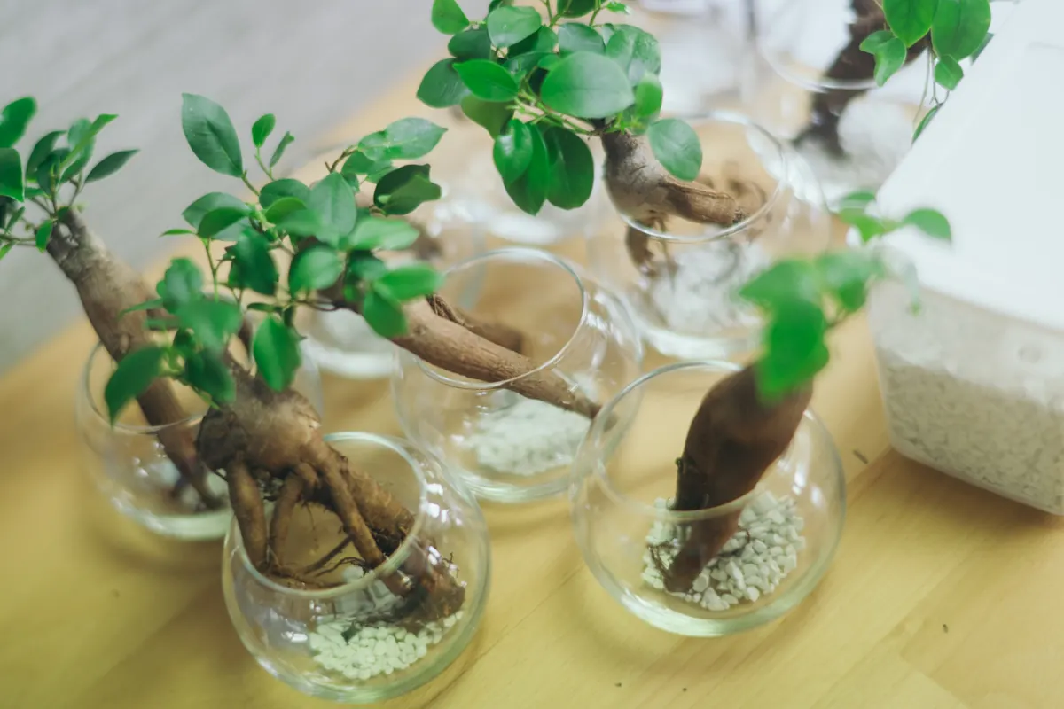 ガラスの鉢に植えた植物