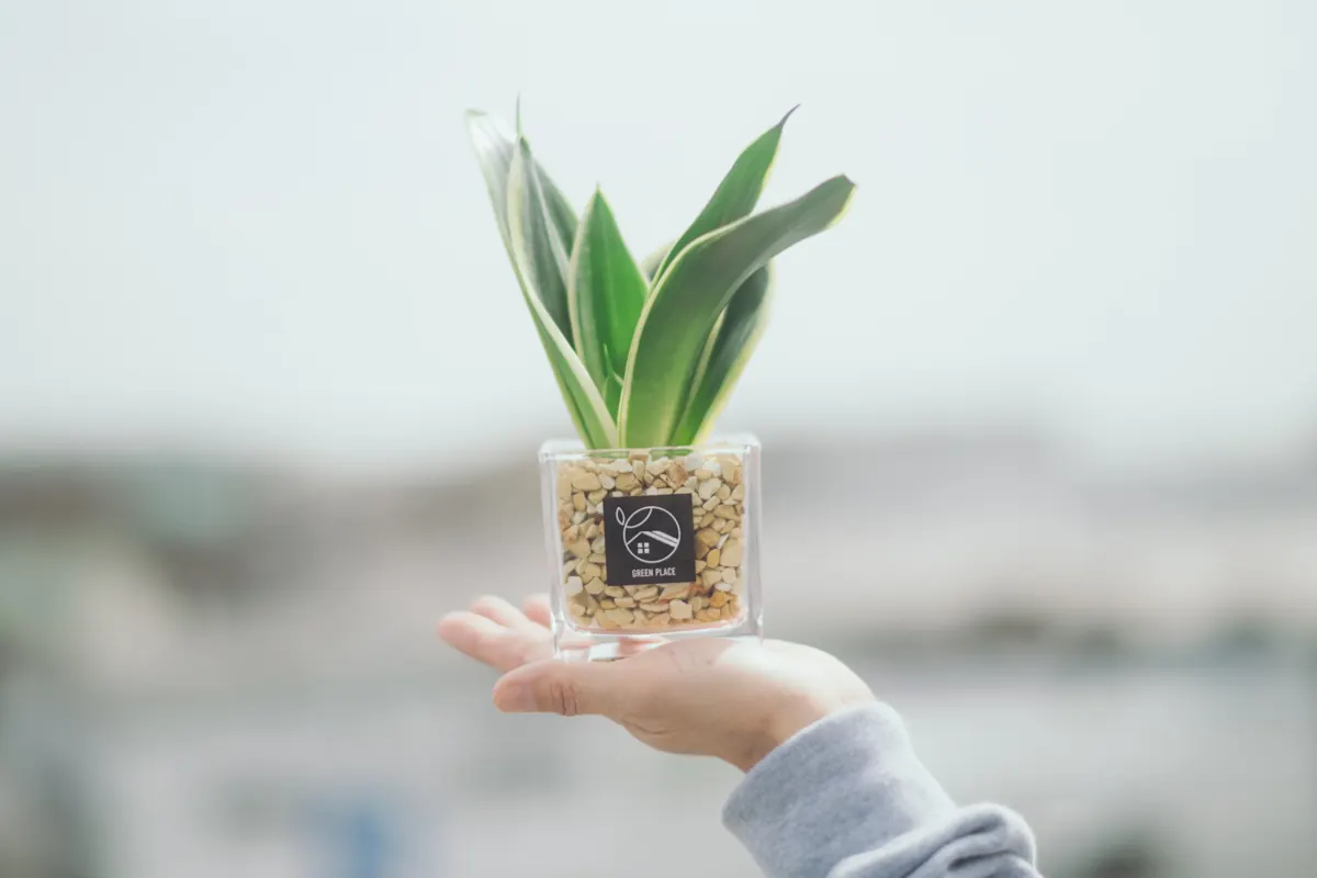 手のひらにのせた GREEN PLACE の観葉植物