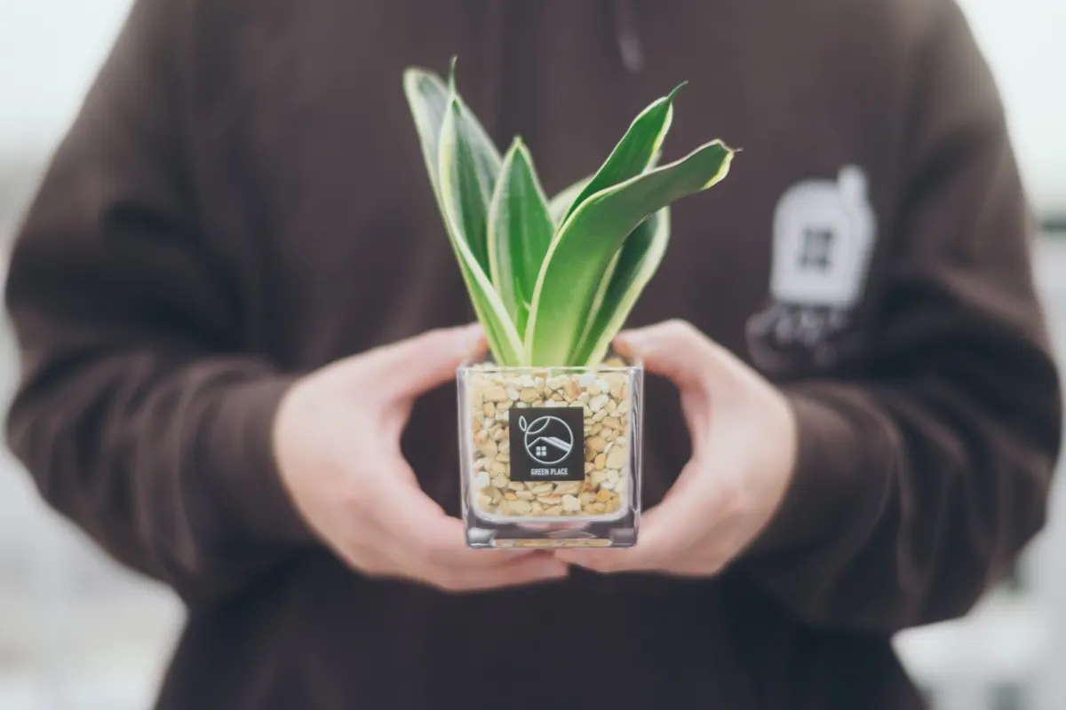 観葉植物の鉢を両手で持つ