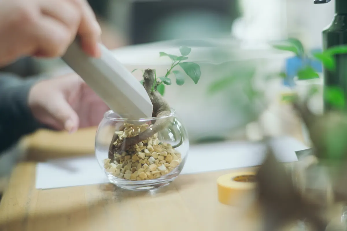 観葉植物のお世話