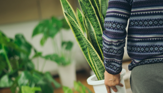観葉植物の作業
