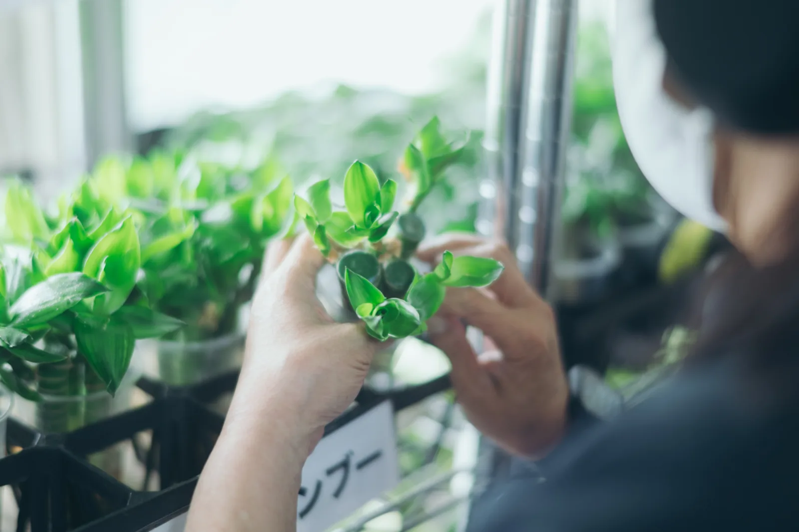 窓辺で観葉植物をやさしく手入れするスタッフの手元