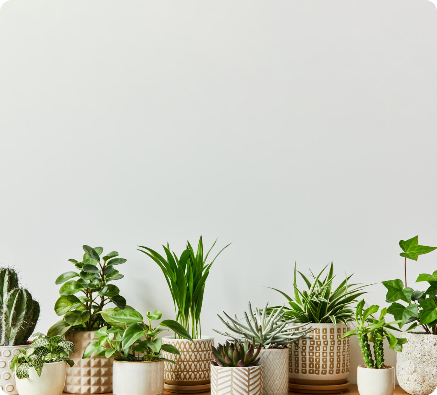 観葉植物の展示